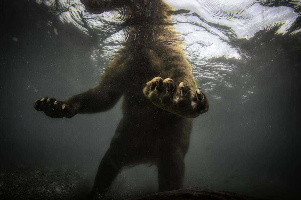 underwater photo of brown or grizzly bear with long claws outstretched