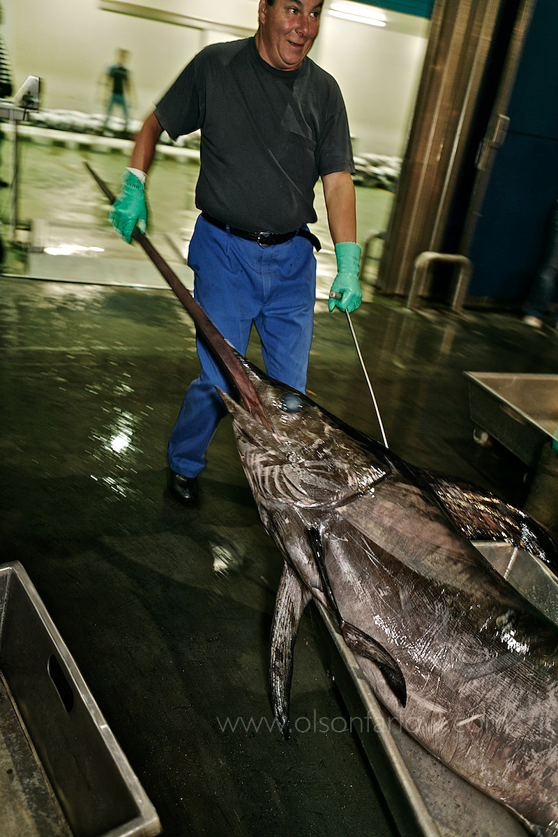 Vigo Worker Hauling Swordfish in Northern Spain Fish Market