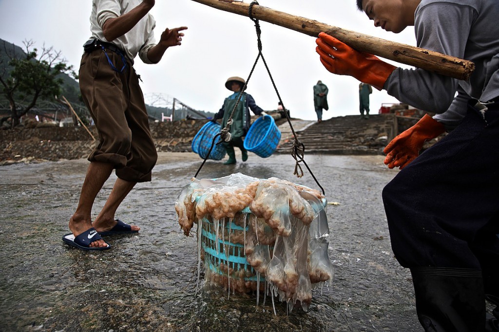 Jellyfish, Delicacy to Chinese, Fishing down the food chain,