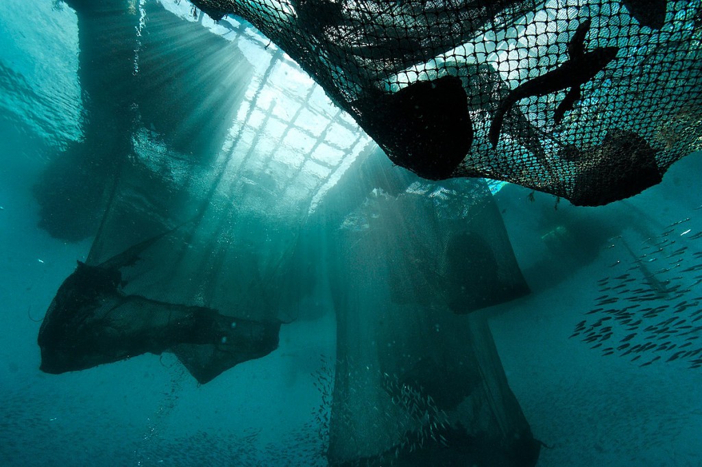 Holding Underwater Cages, LIve Reef Fish Trade - Destined for China