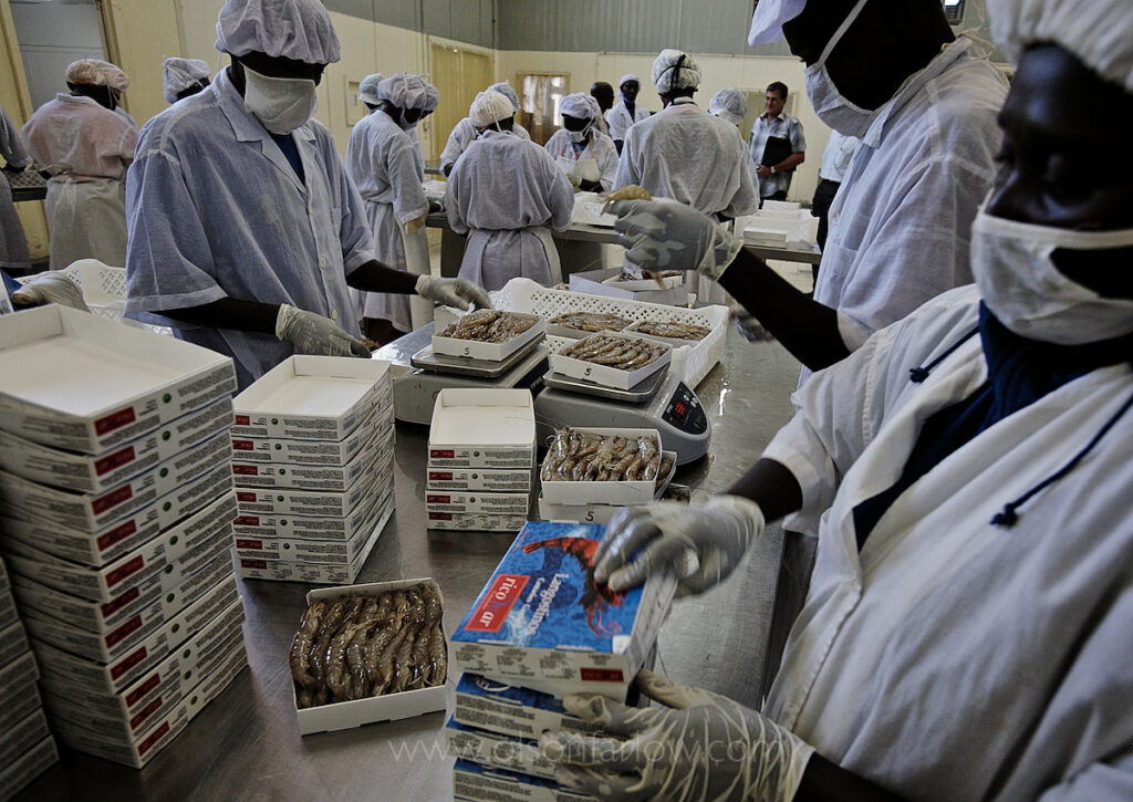 Shrimp, African Fish Processing, Dakar, 