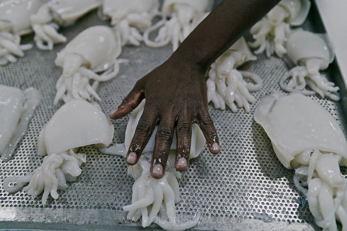 African Workers Process Cuttlefish in European Factory | Dakar