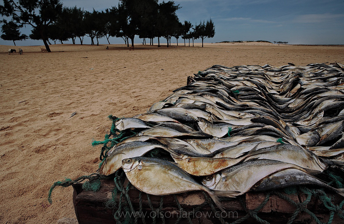 Drying Fish With a View of the Ocean Swim Across the Sahara