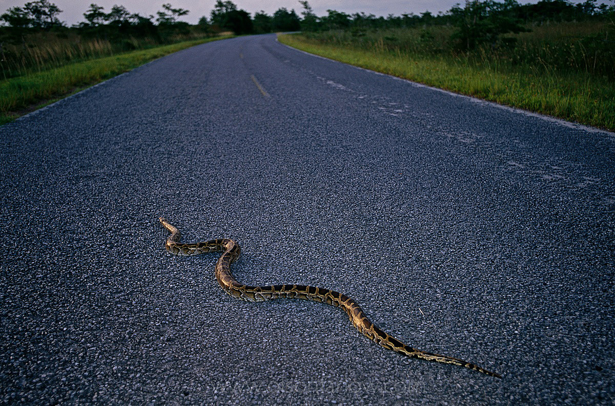 Pythons Invade The Everglades