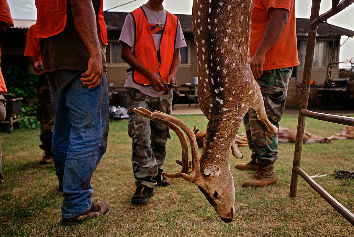 Deer Season Opens For Sport Hunters