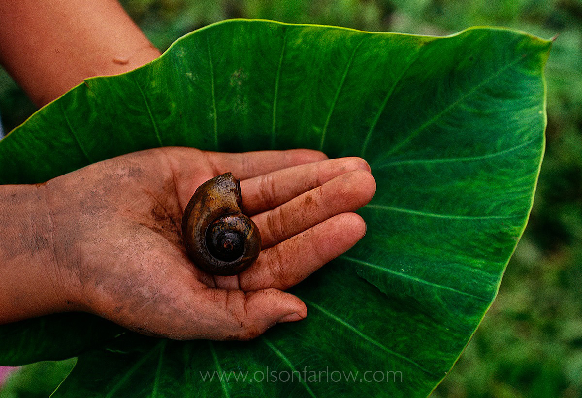 Non-Native Snail Thrives In Hawaii