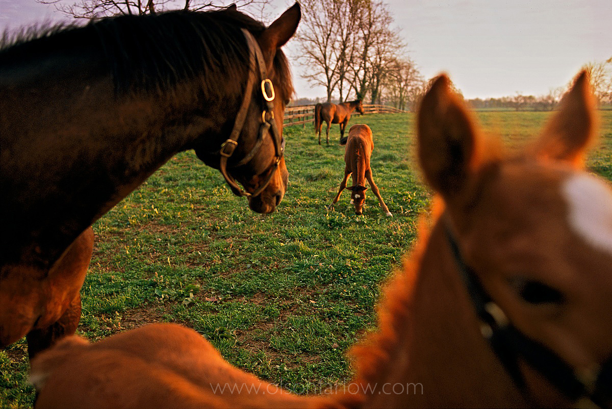 Newborn Thoroughbred Foals With Mares