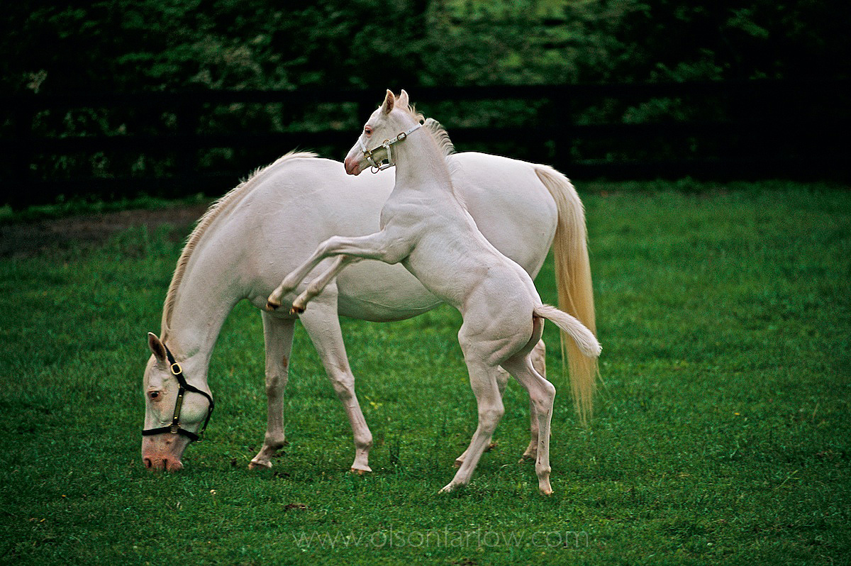 Rare White Thoroughbred Horses