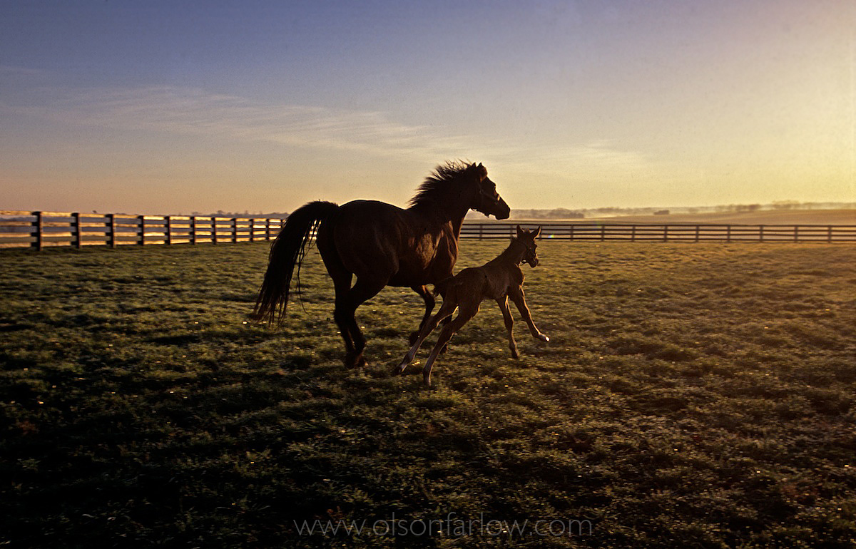 Spirited Mare And Foal Gallop On Kentucky Farm