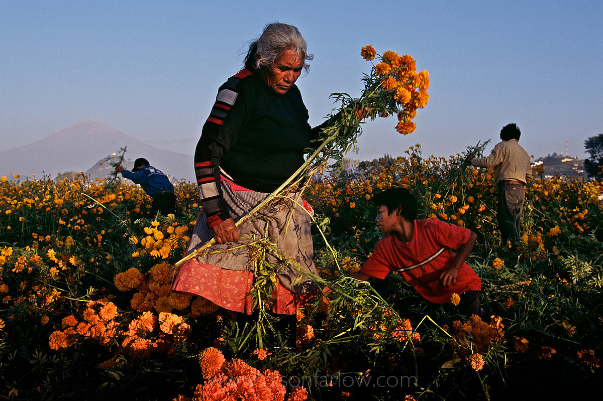 Day of the Dead Flower Pickers