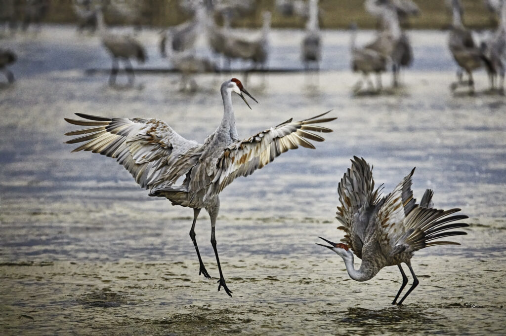 two large sandhill cranes-one leaps into the air and the other bows