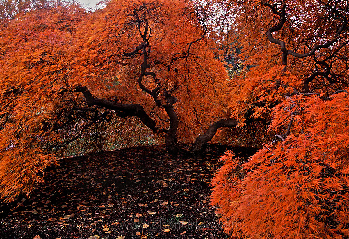 Japanese Cutleaf Maple In Autumn