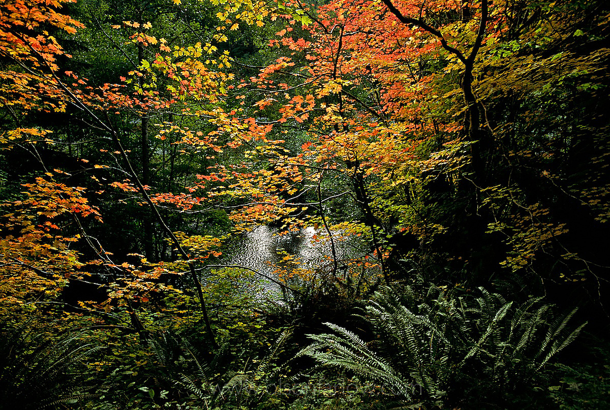 Sol Duc River With Fall Foliage