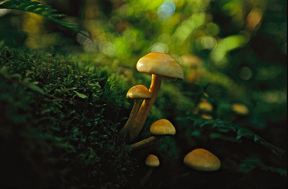 Mushrooms In Quinault Rainforest