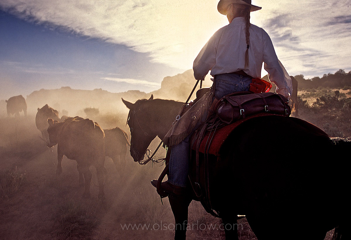 Cowgirl Driving Cattle