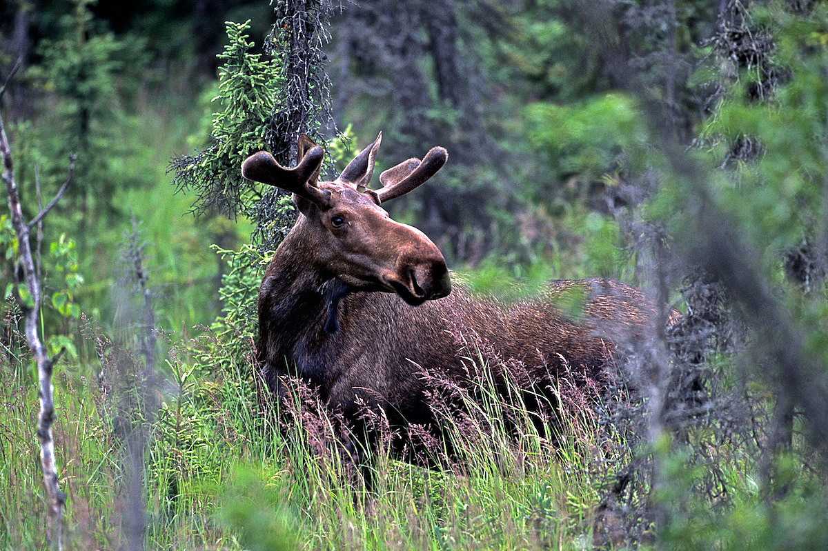 Young Bull Moose
