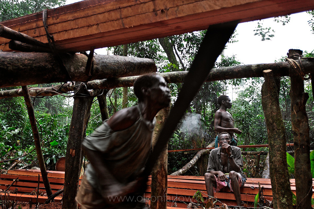 Artisanal Logging by Bantus Creating Holes in the Ituri Forest | DR Congo