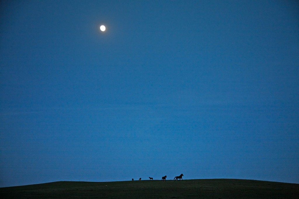 Tiny Horses in Big Sky Under Harvest Moon