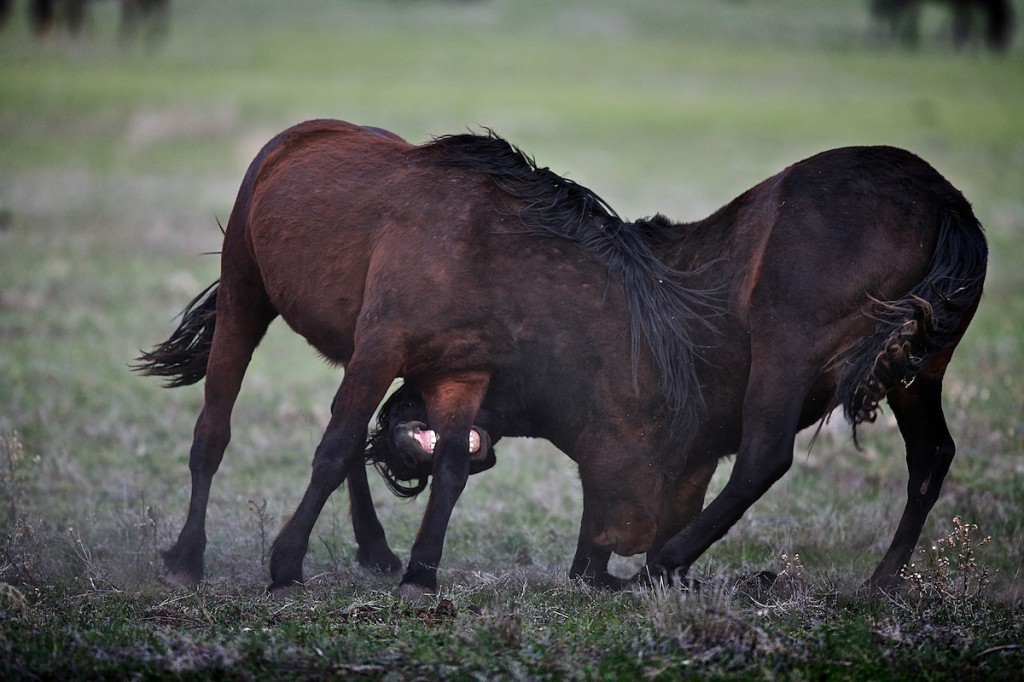 A horse aggressivley bites with teeth clamping down on a leg of another horse.