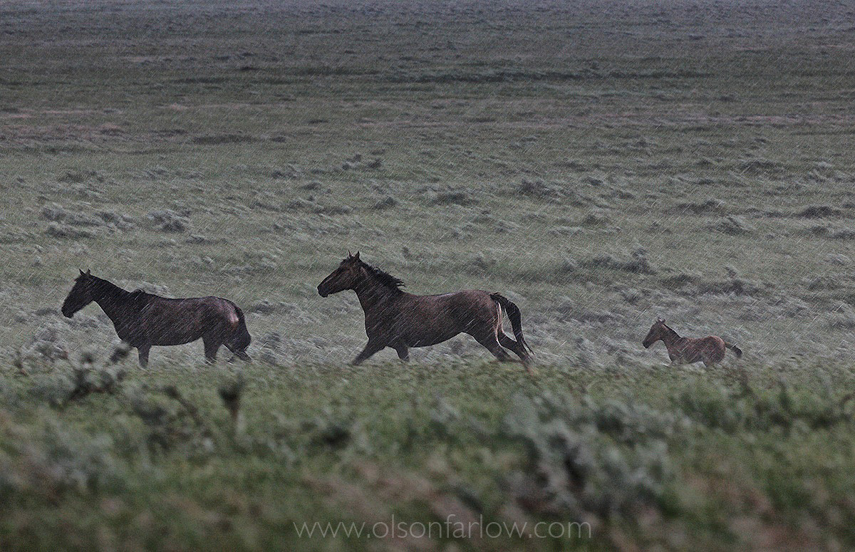 Strong winds blow rain from a storm cloud that violently erupts with loud claps of thunder that sends a band of horses running for safety. The young foal runs behind, following her mother and another mare.
The wild horse herd nervously watched as a storm approached in central South Dakota. When lightning and thunder began, they galloped to a far away fence where they could go no further. The fight or fright instinct of behavior is strong for horses to panic and flee when they sense danger.
 
