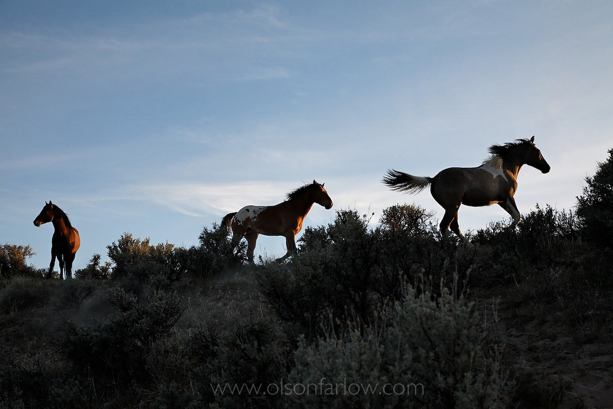 Horses are prey animals with a flight or fight instinct, although their first response is often to flee from predators. As these three stallions travelling across sagebrush high plains in Oregon crest a hill, one is startled by a noise. He sounds the alarm for danger, and begins to run. The middle horse begins to follow and gallop to safety, and the third alertly looks back to the perceived danger. Man is the greatest predator of horses, but in Steens Mountain the mountain lion is also a threat.
