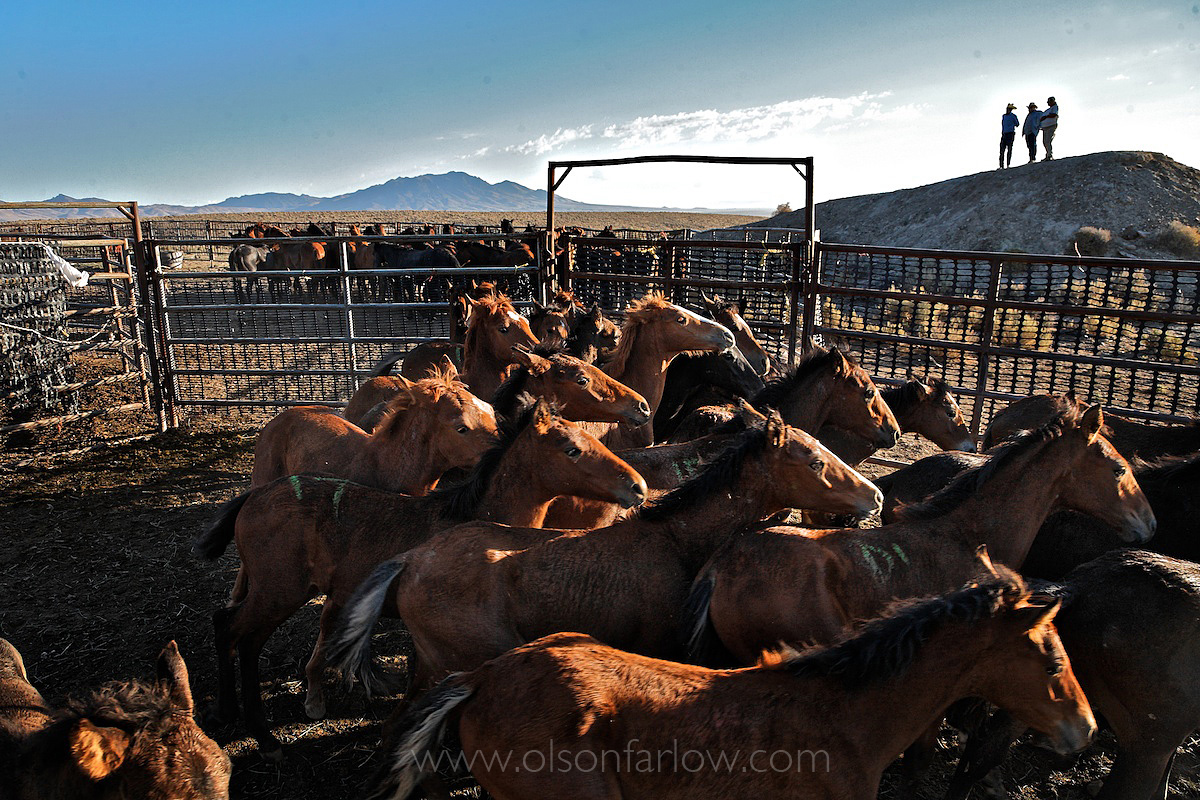 Young wild horses stand together for protection in the corner of a corral after they are captured in a roundup in the Jackson Mountains of Nevada. Mares and foals are marked so they can be reunited after being sorted and separated into makeshift pens.
Loaded into trucks, they are moved along with the stallions to Palomino Valley. There, they are given food and water along with medical inspections and injections. They receive a freeze brand and are shipped to another facility or made available for adoption by the Bureau of Land Management.
This picture was published as part of the article published on Wild Horses in National Geographic magazine.
 
