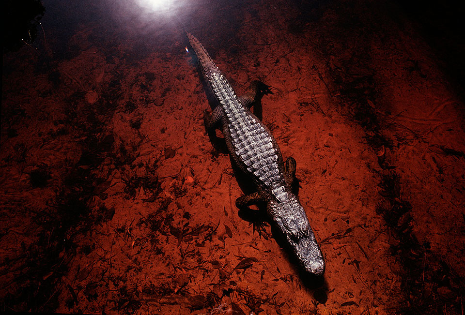 Okefenokee Swamp | Blackwater, National Geographic Magazine